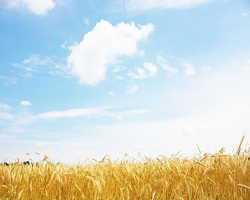 Image for Longevity swaps: Field of dreams or minefield of complexity?